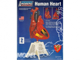 Lindberg maquettes educative 71309 Coeur Humain 1/1