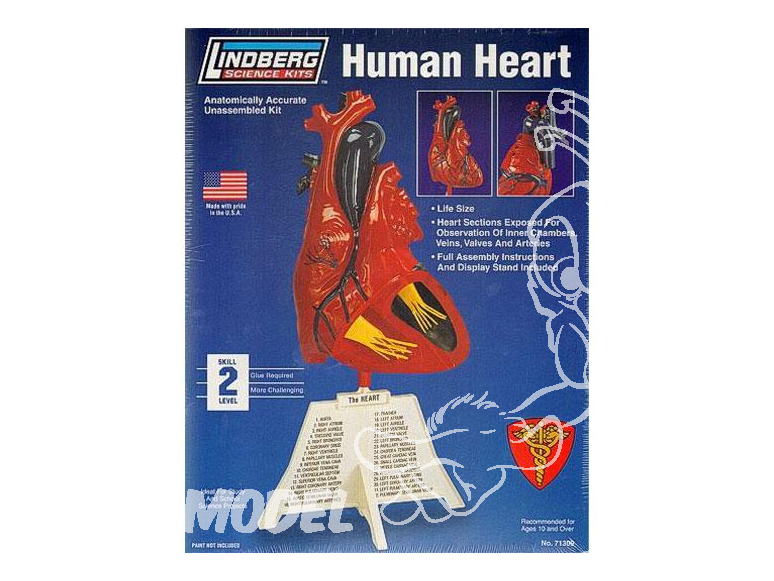 Lindberg maquettes educative 71309 Coeur Humain 1/1