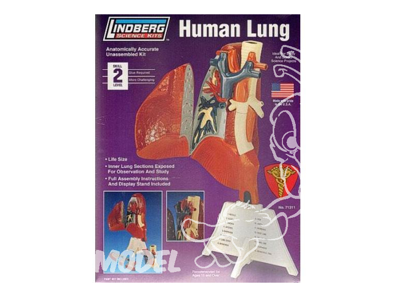 Lindberg maquettes educative 71311 Poumon Humain 1/1