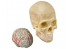 Lindberg maquettes educative 71301 Ensemble cerveau et crane 1/1