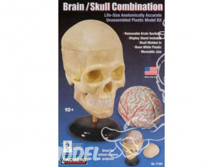 Lindberg maquettes educative 71301 Ensemble cerveau et crane 1/1