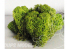 Fr Décor 122 Lichens Vert clair