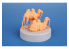 CMK Personnage resine F72399 Chameau de Bactriane 2 pièces Imprimé en 3D 1/72