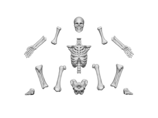 Green Stuff 12998 Squelettes humains 1/48