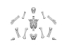 Green Stuff 12998 Squelettes humains 1/48