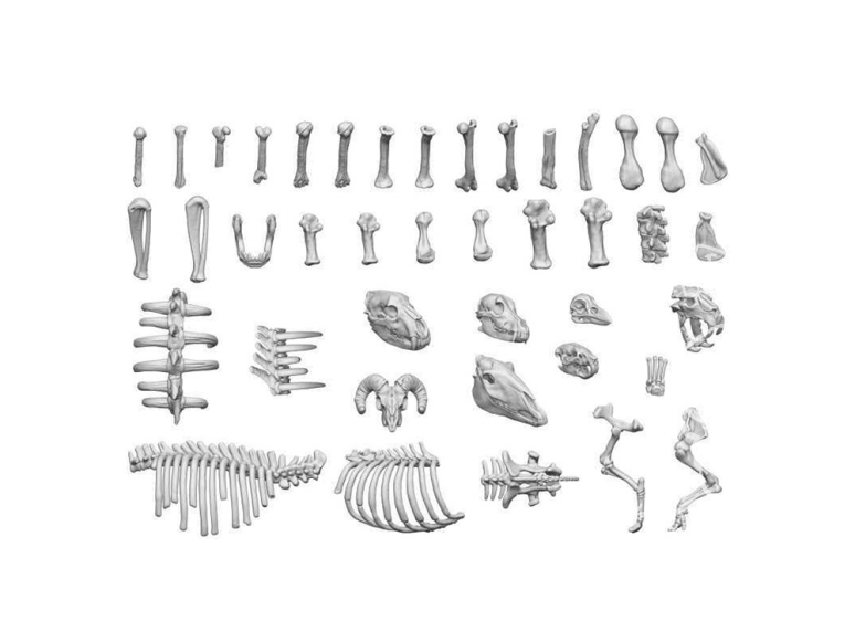 Green Stuff 12242 Os d'animaux 1/48