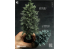 RT-Diorama 35480 Sapin n°2 1/35