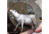 RT-Diorama 35444 Carcasse de vache 1/35