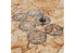 Green Stuff 14236 Gabarits d'objectif Kill Team compatibles Transparents
