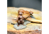 Liang Model accessoires S003 Ecureuil et pomme de pin 1/35