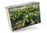 RT-Diorama 35455 Renoncule rampante serie SWIT Vegetation 1/35