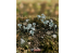 RT-Diorama 35315 Champignons de la forêt serie SWIT Vegetation 1/35