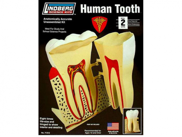 Lindberg maquettes educative 71312 Dent humaine