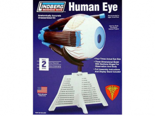 Lindberg maquettes educative 71307 Oeil humain